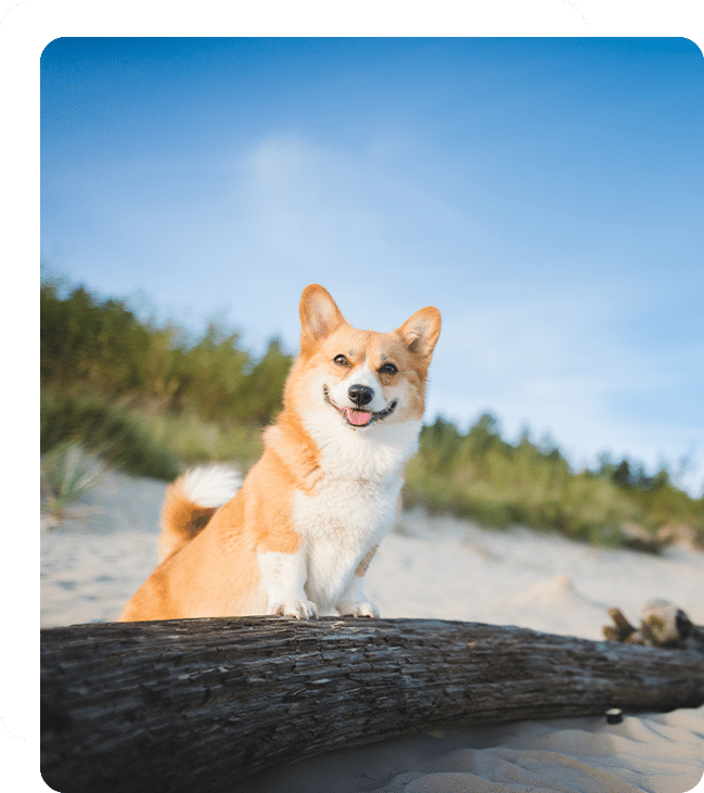 vet veterinarian near Cypress Village Irvine, CA veterinary near me pet hospital vet clinic animal hospital