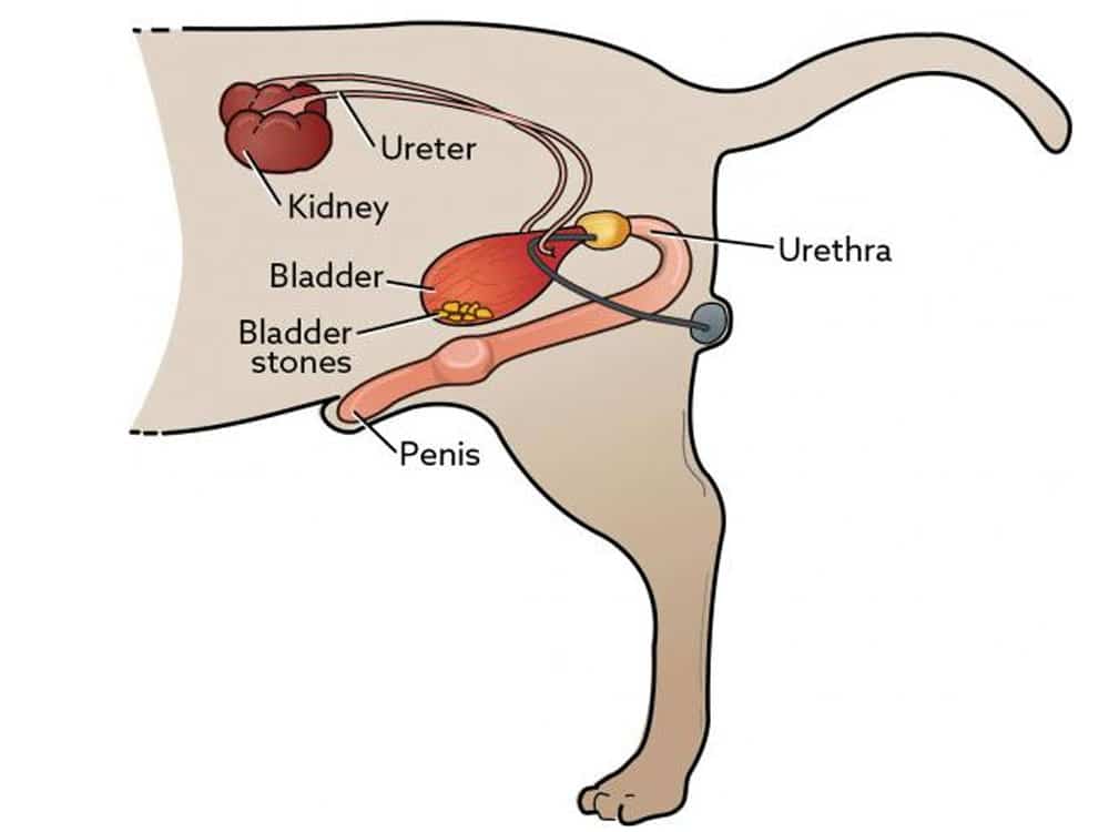 cystotomy surgery pets dog and cat veterinary