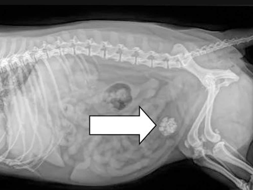cystotomy surgery pets dog and cat veterinary