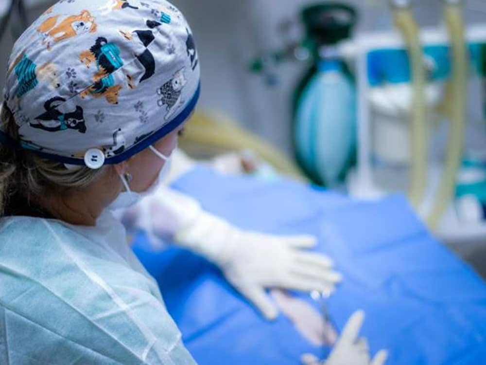 cystotomy surgery pets dog and cat veterinary