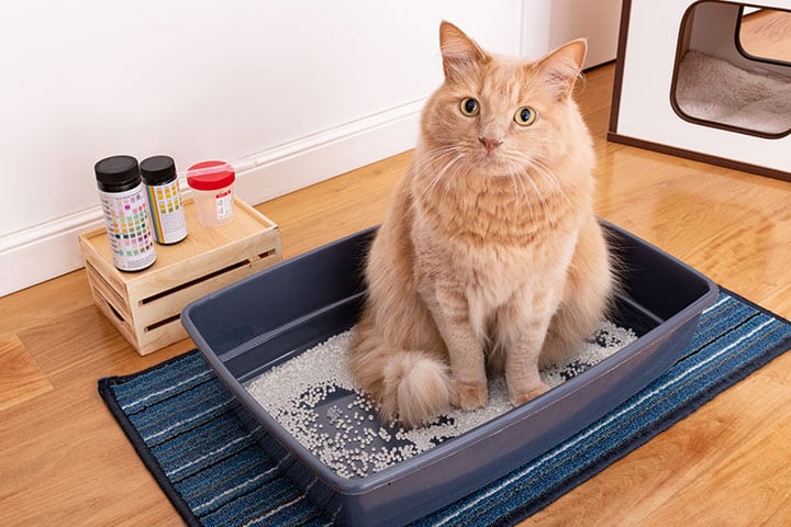A fluffy orange cat sits in a blue litter box placed on a striped mat. The litter box contains white pellets. A small wooden crate with three bottles is nearby on a wooden floor.
