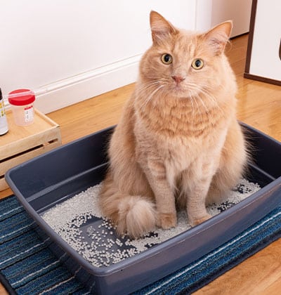 A fluffy orange cat lounges in a blue litter box on a striped mat on the wooden floor, its curious eyes peering upward. Nearby, a small tray with bottles sits ready for blog-worthy moments.