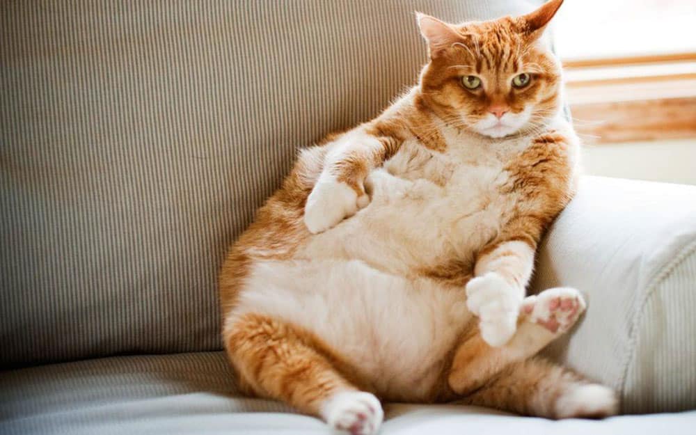 A large orange and white tabby cat is lounging on a cushioned chair. The cat is sitting upright with its belly exposed, front paws resting on its belly, and hind legs splayed. Its expression appears relaxed and slightly aloof.