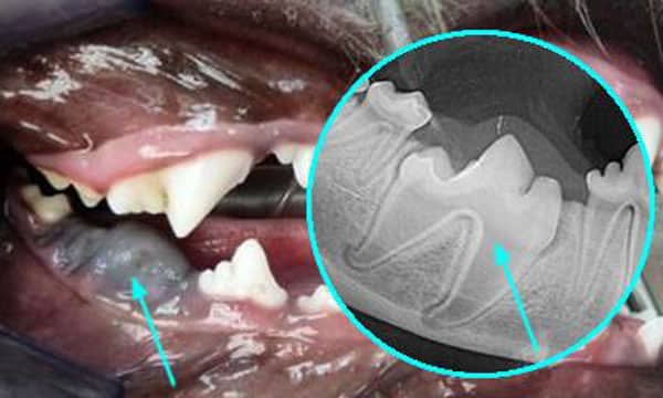 A close-up of a dog's open mouth showing a swollen gum area with a blue arrow pointing at it, alongside a circular inset of a dental X-ray highlighting the same area.