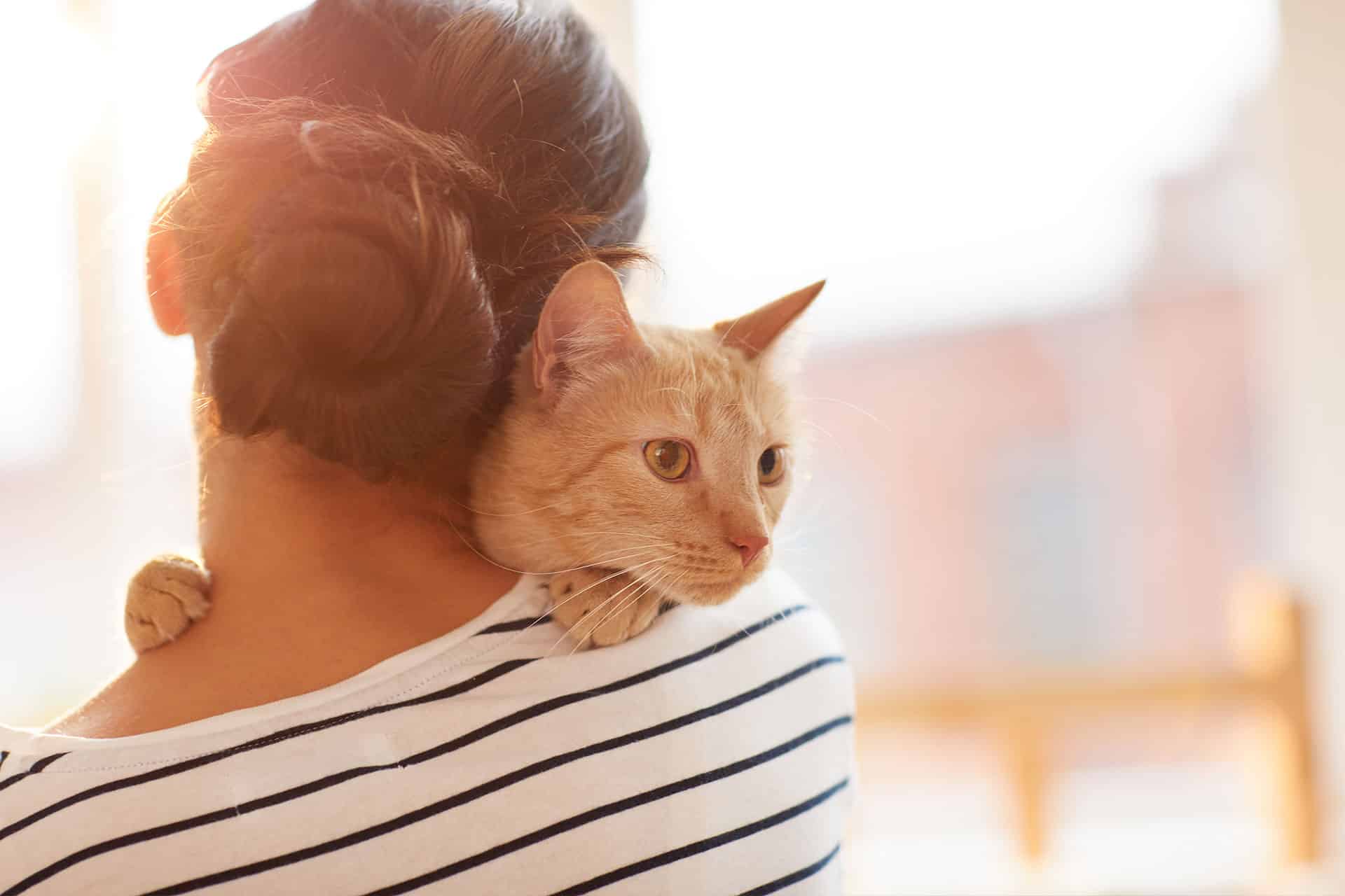 A person with dark hair in a bun, wearing a white and navy striped shirt, holds a light orange cat on their shoulder. The cat looks alert, gazing into the distance, with sunlight in the background.