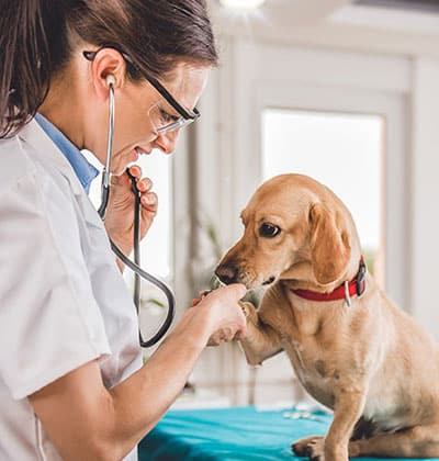 A veterinarian uses a stethoscope to check a small dog wearing a red collar. The dog sits on the exam table, gently offering its paw to the vet—perfect for sharing in your next blog post about pet care visits.