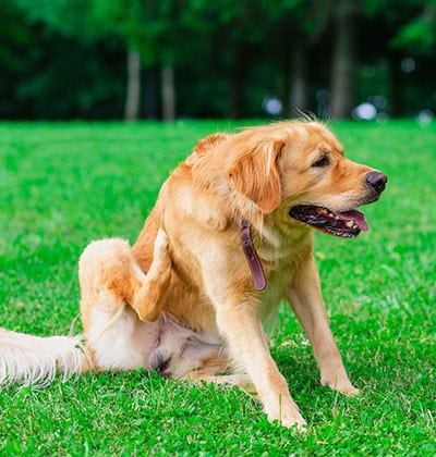 A golden retriever sits on the green grass, scratching its ear with its hind leg, while a blogger captures this serene moment. Its mouth is open and tongue slightly out, appearing relaxed on a sunny day in the park. Trees and a blurred background set the scene beautifully.