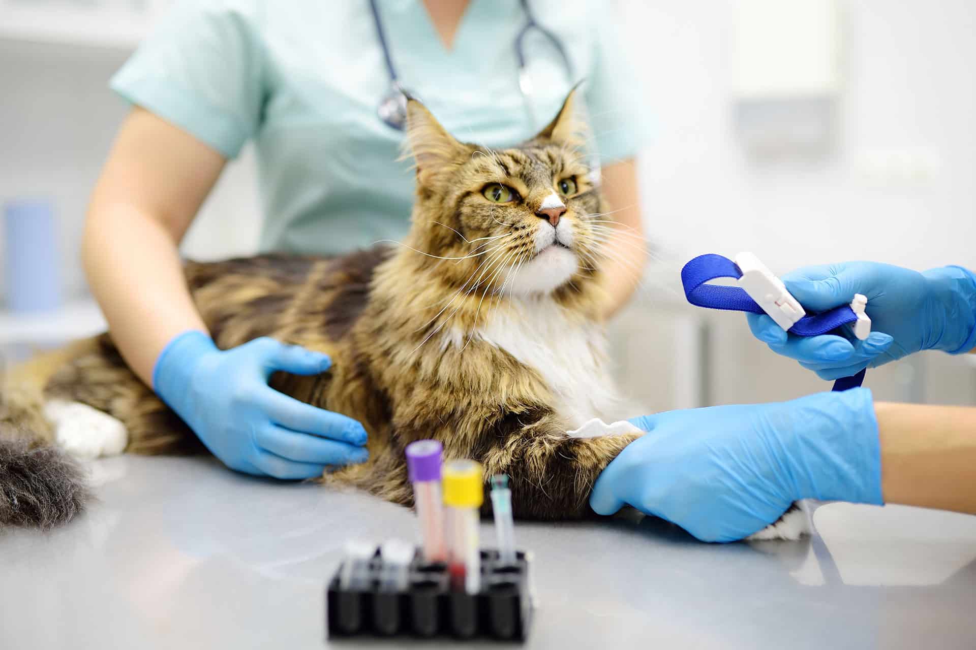 A veterinarian and an assistant, both wearing blue gloves, are preparing to draw blood from a large long-haired cat on an exam table. Blood sample tubes are visible in the foreground.
