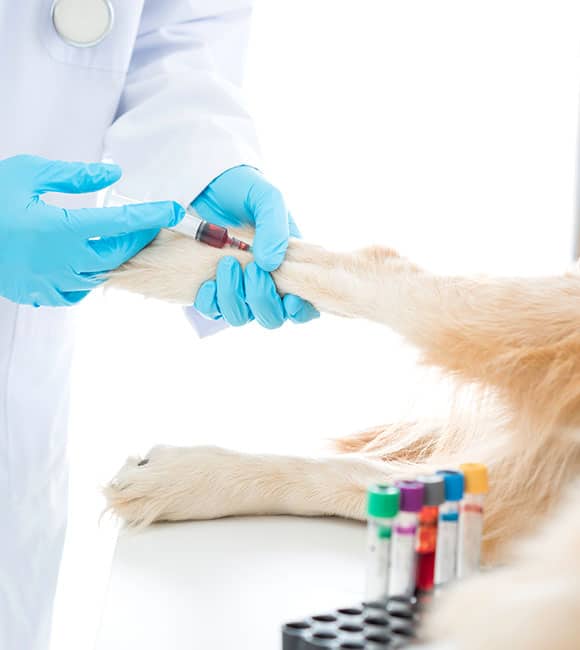 At an affordable vet clinic, a veterinarian wearing blue gloves draws blood from a dog's front leg, with several blood sample tubes on a table in the foreground.
