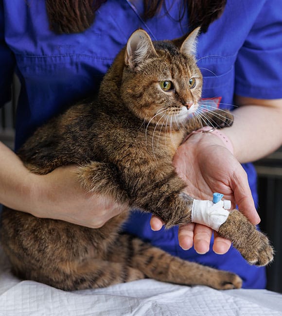 A veterinarian in blue scrubs at an affordable vet clinic holds a brown tabby cat with a bandaged front leg resting on their hand. The cat appears calm but alert in the caring clinic environment.