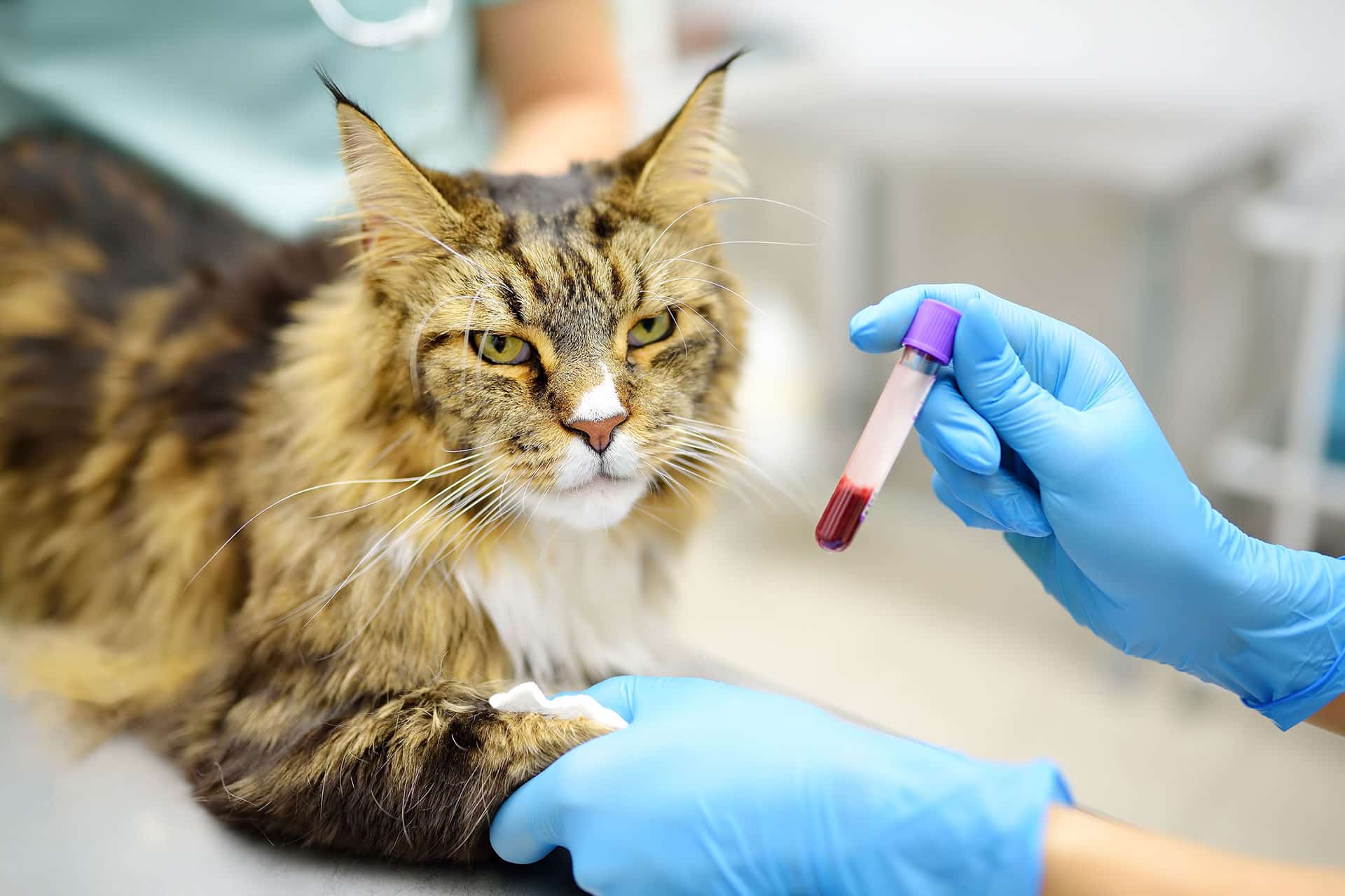 A Maine Coon cat lies on a veterinary exam table while a vet in blue gloves holds a vial of blood and presses gauze on the cat’s front leg after drawing blood.