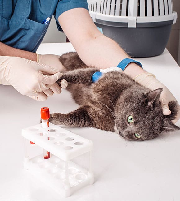 At an affordable vet clinic, a veterinarian wearing gloves draws blood from a gray cat lying on a table, with a test tube of blood and a pet carrier nearby.