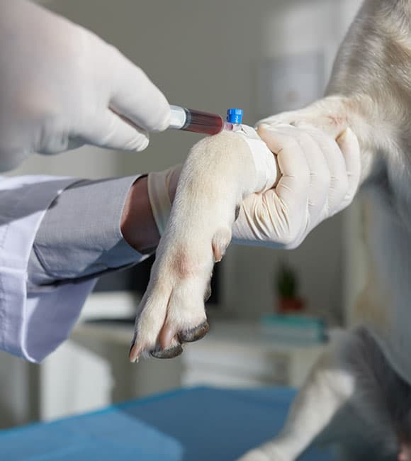 At an affordable vet clinic, a veterinarian wearing gloves gently holds a dog's paw while drawing blood from its front leg with a syringe.