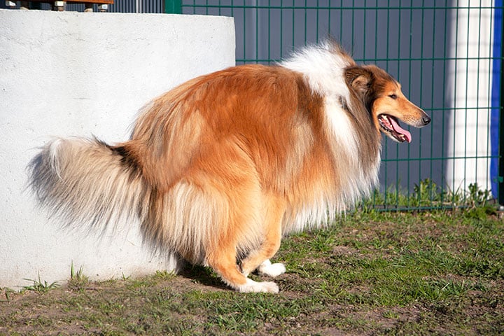A long-haired Collie dog with a thick, fluffy coat is squatting outdoors on grass next to a white concrete structure and a green wire fence, appearing to relieve itself.