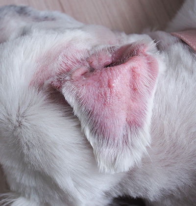 Close-up for a blog: A dog's ear with a skin condition, showing redness and irritation. The white fur around the ear highlights inflamed, slightly scaly skin. The dog rests on a light-colored surface, providing clear contrast to better observe the affected area.