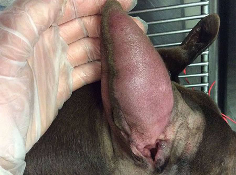 A gloved hand holds up a dog's ear, which is swollen and red. The background shows metal bars, suggesting a veterinary setting.
