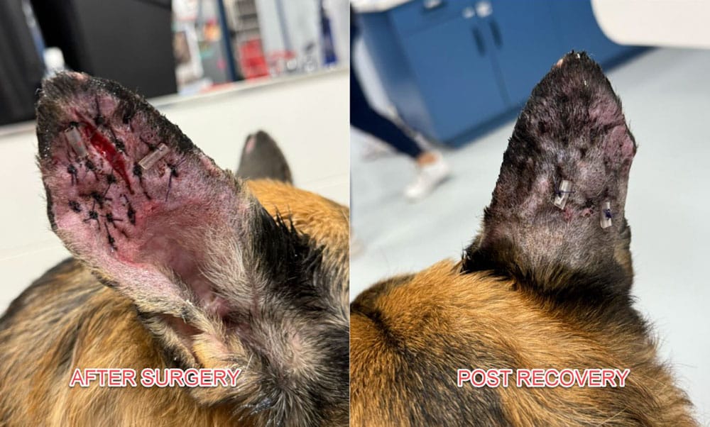 Side-by-side images of a dog's ear. Left shows "After Surgery" with fresh stitches and a healing wound. Right shows "Post Recovery" with the ear healing and stitches intact. Background includes a blurred indoor setting.