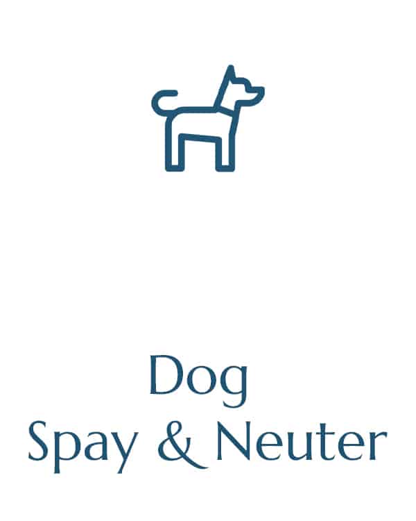 pet hospital vet clinic veterinarian near me veterinary vet near me animal hospital dog spay and neuter clinic dog neuter dog spay dog spay procedure