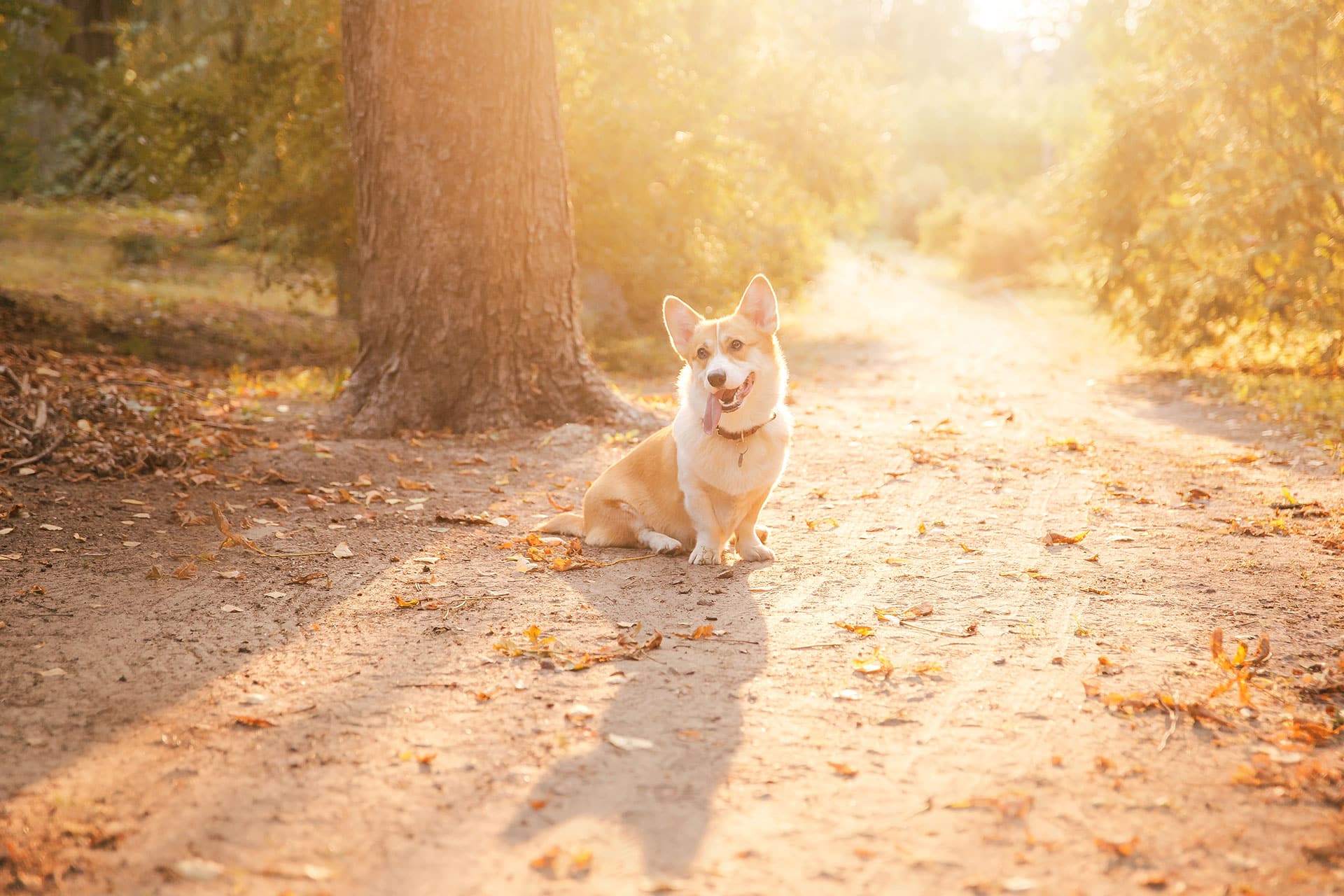 A happy corgi dog sits on a sunlit dirt path in a forest, casting a long shadow. The scene is warm and golden with sunlight streaming through the trees and dry leaves scattered on the ground.