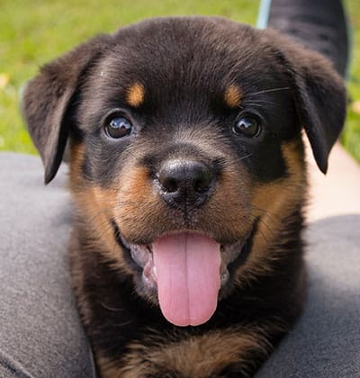Dog Teeth Cleaning near Irvine, CA veterinary clinic Affordable Dog Dental Cleaning vet clinic dog dentist