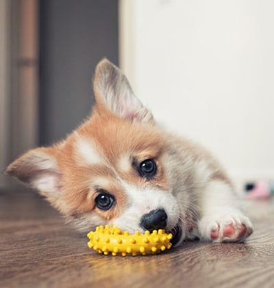 Dog Teeth Cleaning near Mission Viejo, CA veterinary clinic Affordable Dog Dental Cleaning vet clinic dog dentist