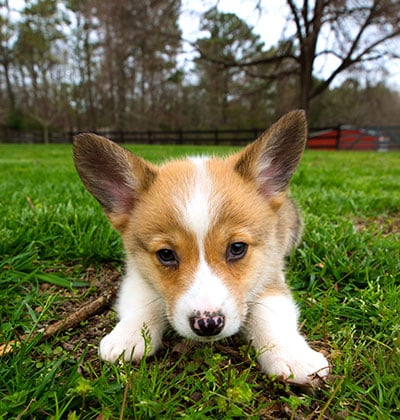 Dog Teeth Cleaning near Rancho Santa Margarita, CA veterinary clinic Affordable Dog Dental Cleaning vet clinic dog dentist