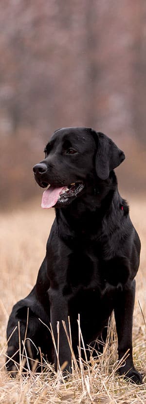 Dog Teeth Cleaning near Rancho Santa Margarita, CA veterinary clinic Affordable Dog Dental Cleaning vet clinic dog dentist