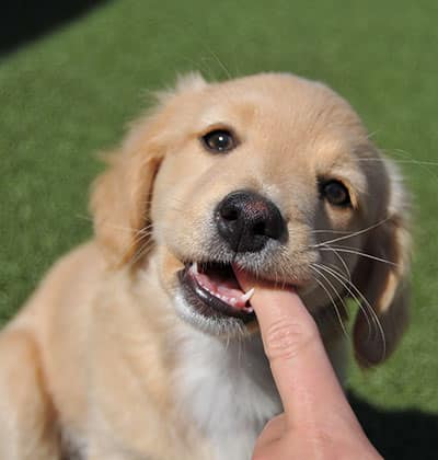Dog Teeth Cleaning near Tustin, CA veterinary clinic Affordable Dog Dental Cleaning vet clinic dog dentist