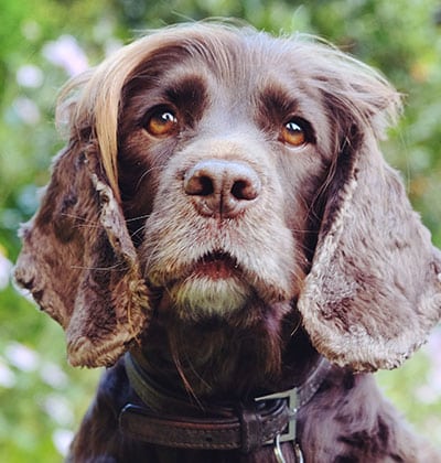 Close-up of a brown dog with long, floppy ears and soulful eyes. The dog has a slightly graying muzzle and is wearing a collar, suggesting regular check-ups with the vet. The background is blurred, featuring green foliage and hints of purple flowers.