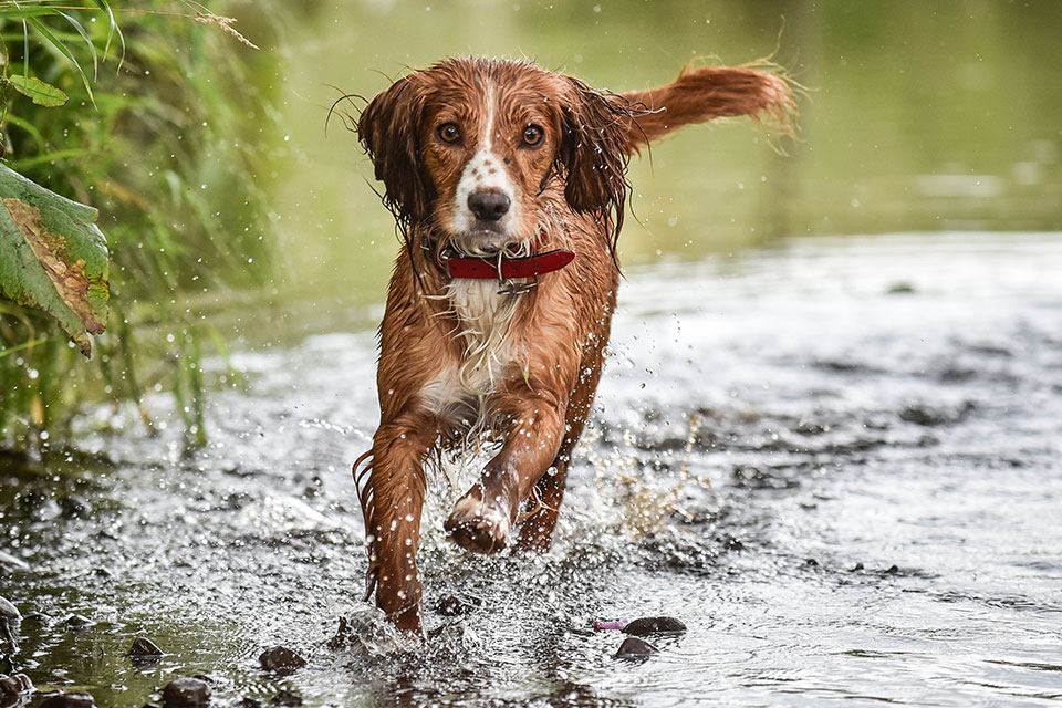 Dog Vaccinations near Tustin, CA veterinary clinic dog vaccine clinic vet clinic essential dog shots pet vaccination