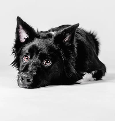 dog spay and neuter clinic