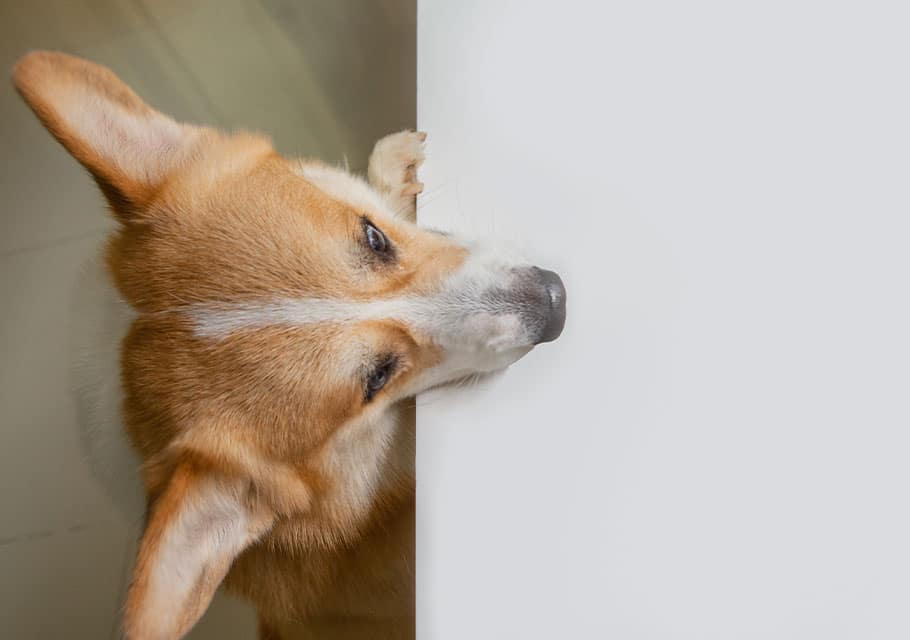 dog spay and neuter clinic dog neuter dog spay dog spay procedure