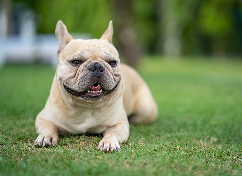 dog spay and neuter clinic dog neuter dog spay dog spay procedure