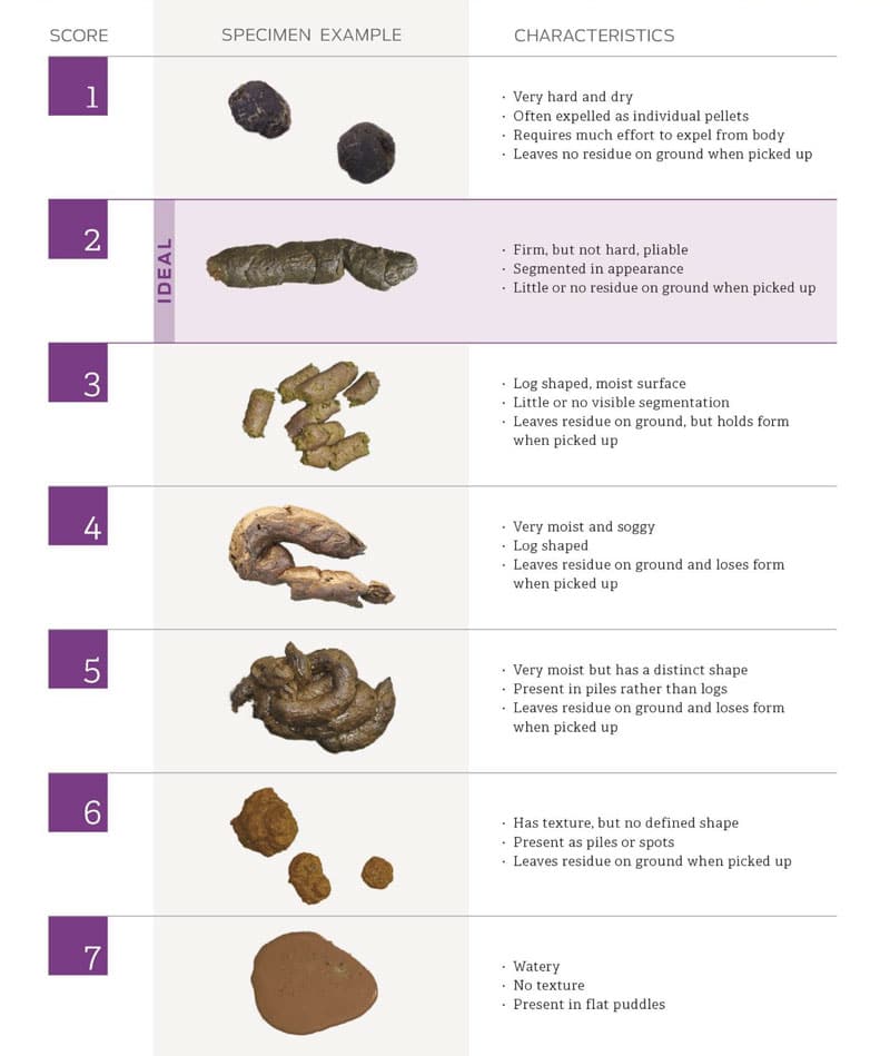 Chart showing dog stool consistency scores from 1 to 7, with images and descriptions ranging from very hard, dry pellets to watery diarrhea, used to help assess digestive health in dogs.