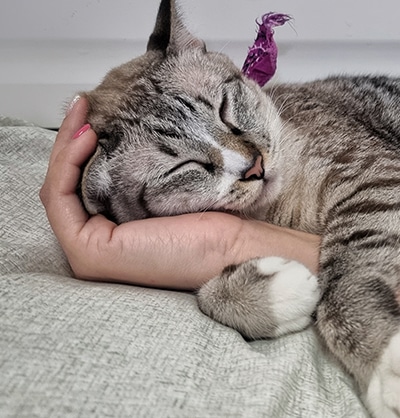 end of life pet care end of life care for pets pet end of life care pet euthanasia pet euthanasia at home home pet euthanasia