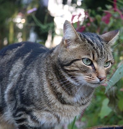 feline leukemia symptoms cat skin sores, contagious nature feline leukemia virus, signs of infection, feline leukemia vaccine.