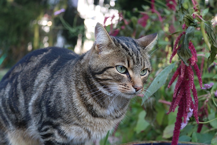 feline leukemia symptoms cat skin sores, contagious nature feline leukemia virus, signs of infection, feline leukemia vaccine.