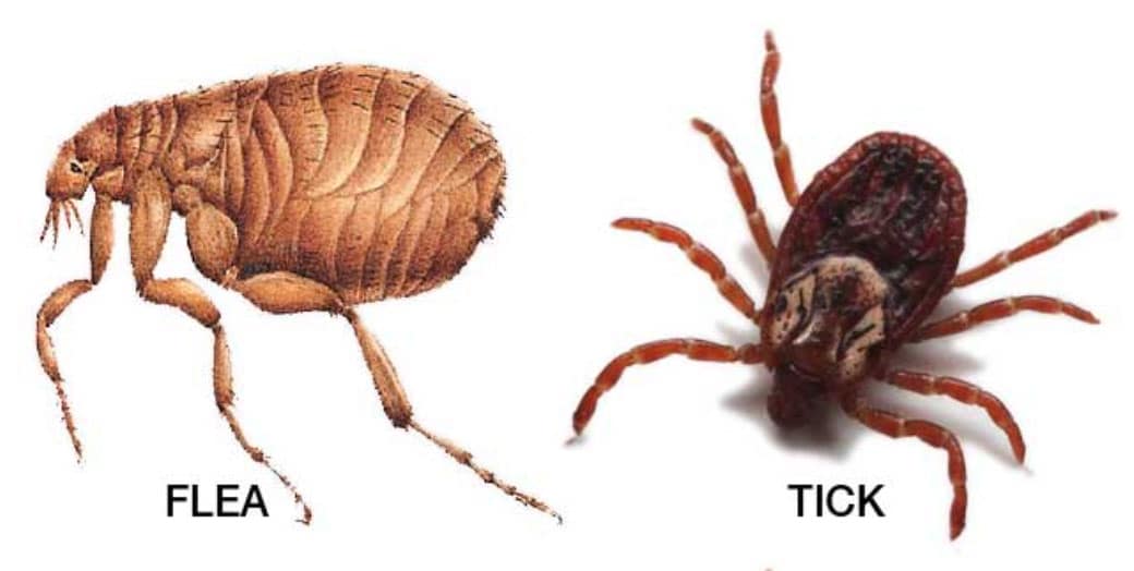 Flea and Tick Prevention control dogs and cats