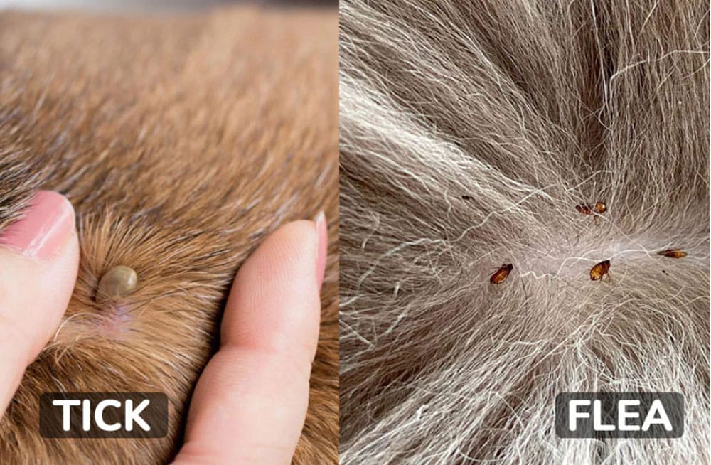 Flea and Tick Prevention control dogs and cats