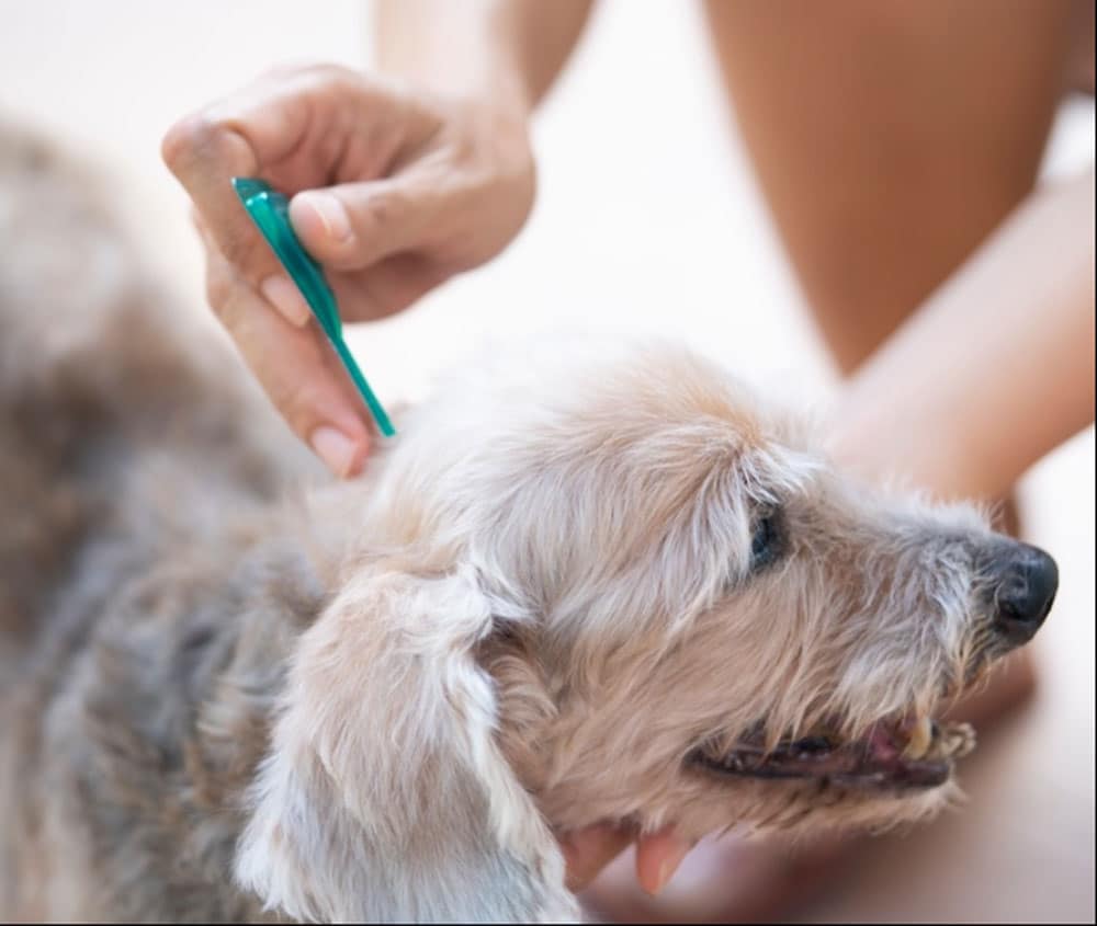 Flea and Tick Prevention control dogs and cats