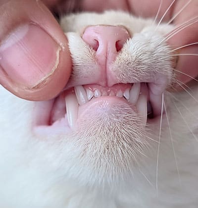 A close-up for a blog shows a person's hand gently lifting a white cat's upper lip to reveal its small, sharp teeth and pink nose.