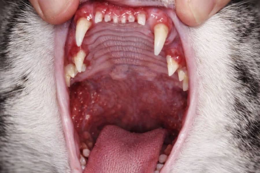 Close-up view of a cat’s open mouth showing sharp teeth, gums, tongue, and roof of the mouth. Two fingers gently hold the mouth open for examination.