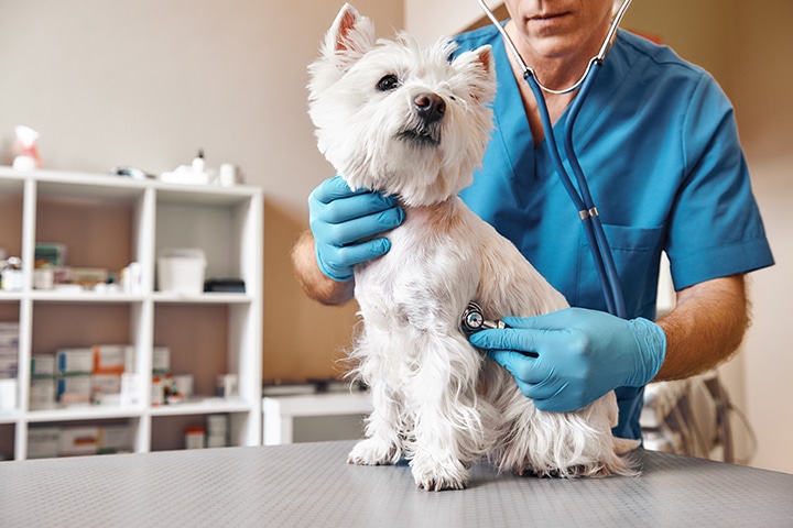Heart Murmur in Dogs grades symptoms stages life expectancy what causes heart murmurs in dogs treatment signs