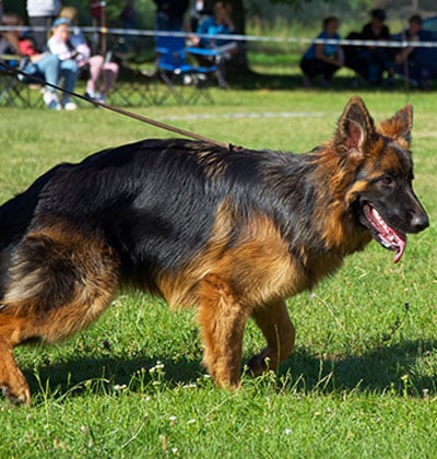 A German Shepherd with a black and tan coat stands on the grass, panting with its tongue hanging out. The dog is on a leash, with people and blue chairs visible in the blurred background, suggesting an outdoor event or park, possibly even a visit to the vet.