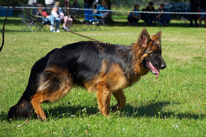 A German Shepherd dog on a leash stands on a grassy field during an outdoor event. The dog, with its black and brown coat and tongue hanging out, appears eager and alert. In the background, people are seen sitting and standing near tents and chairs, possibly discussing pet tips with a nearby vet.