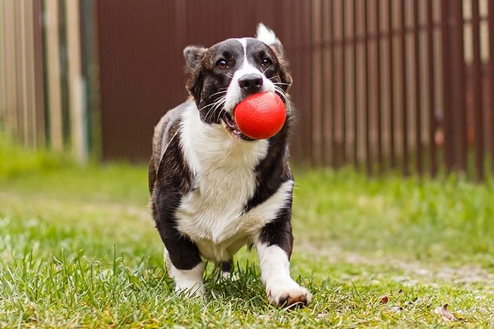 Pancreatitis in Dogs what causes pancreatitis in dogs how to treat symptoms