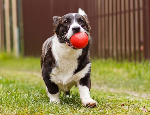 How Long Does Pancreatitis Last in Dogs?