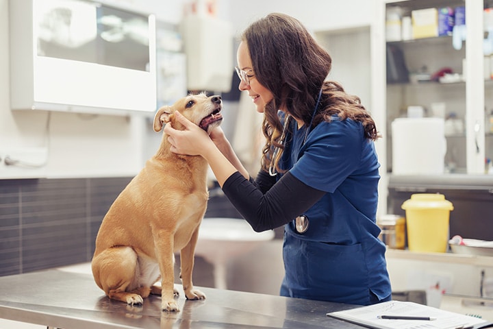 A veterinarian in blue scrubs gently holds a small brown dog sitting on an exam table in a veterinary clinic, smiling at the dog. Medical equipment and supplies are visible in the background.