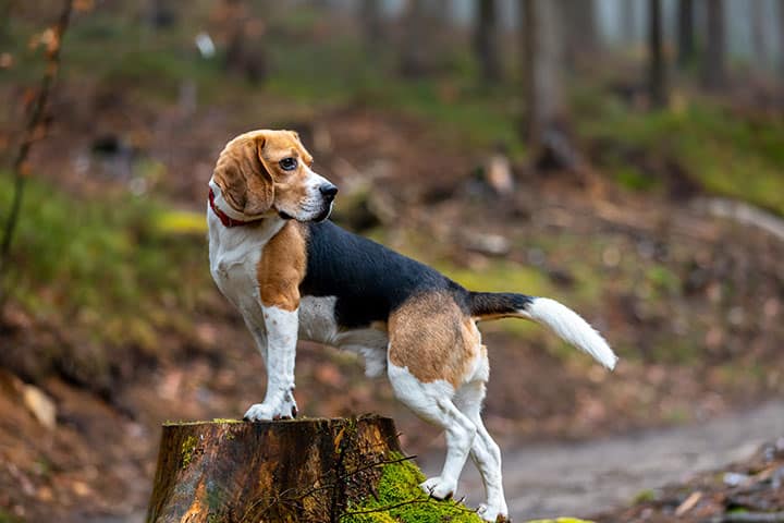 Pancreatitis in Dogs what causes pancreatitis in dogs how to treat symptoms