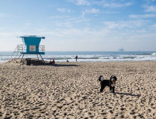 Huntington Dog Beach, Huntington Beach
